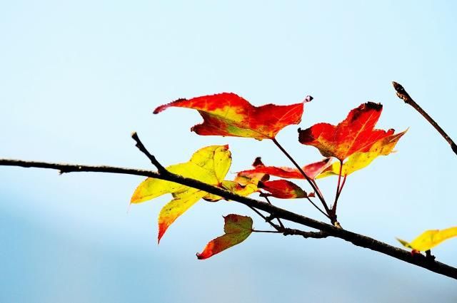 杜牧这首古诗，都以为他在写秋日风景，却不曾想，他写的竟是人生