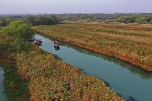 西溪湿地：“赏芦专线”开通啦；时间：11月2日-2020年1月1日