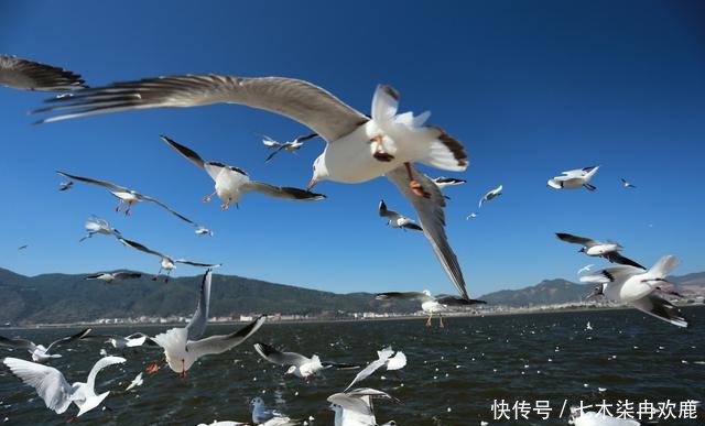 马来西亚华人昆明开店，通过肉骨茶讲述拼搏史