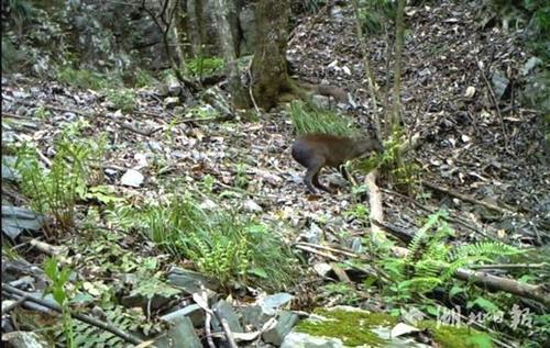 湖北拍到43种珍稀动物 国家一级保护动物林麝首出镜
