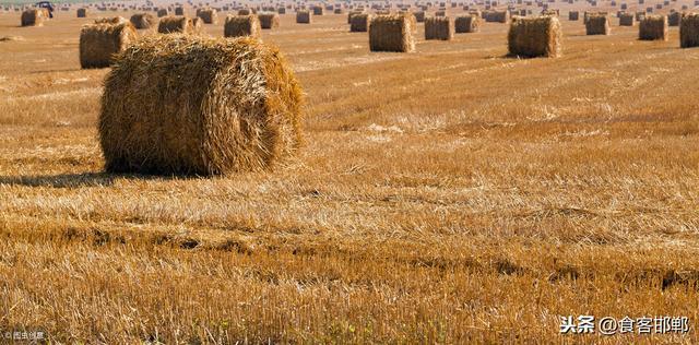 农村地区禁止焚烧秸秆引热议！农民喊话专家：把农作物也禁了吧！