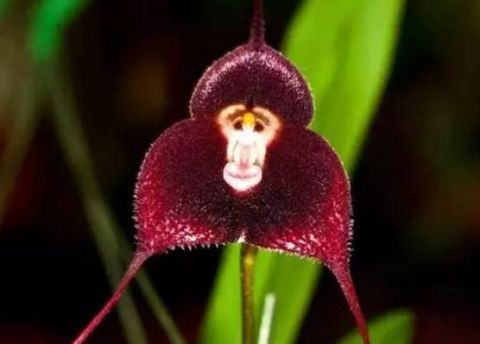 世界上最奇葩的植物，99%的人都没有见过！