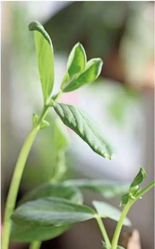  技巧：阳台“豆”菜乐园，将豆类盆栽蔬菜栽培技巧统统收集在此！