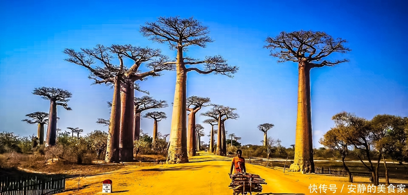 非洲穆隆达瓦，猴面包树的故乡，体验原汁原味马岛生活
