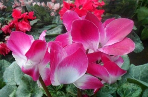  『家里』家里种植这些花朵，耐干旱，超适合懒人养，开花不断，爆成花海