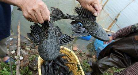  它在我国@在我国没有天敌泛滥成灾，渔民拿他没办法，吃货都不愿