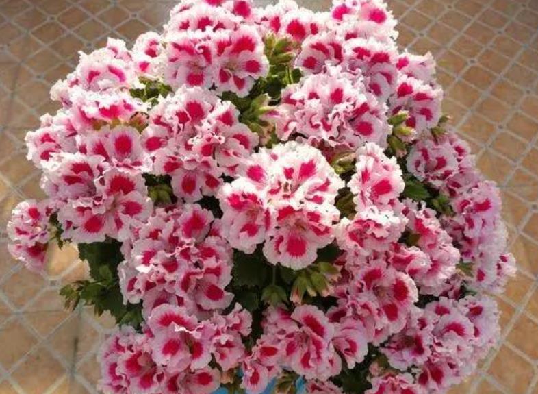  『开花』最受欢迎的“4种花”，好养又漂亮，开成花球，花期长达300天！