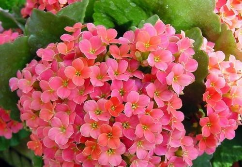  #长寿花#3种花，有个阳台就能养，盆越小开花越多，轻松开成花园