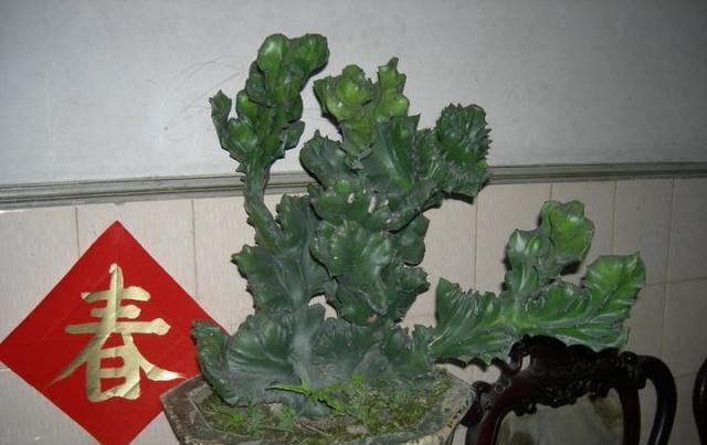 空气净化@家有阳台,适合养3种“丑花”,别嫌难看,它们可都是“氧气机”