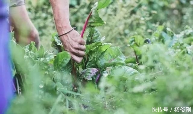  蔬菜：下半生，和爱的人一起养花种菜可好