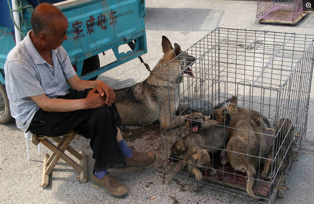  「有人」有人专门到农村收5年以上的老狗，80元一只，收来做啥？
