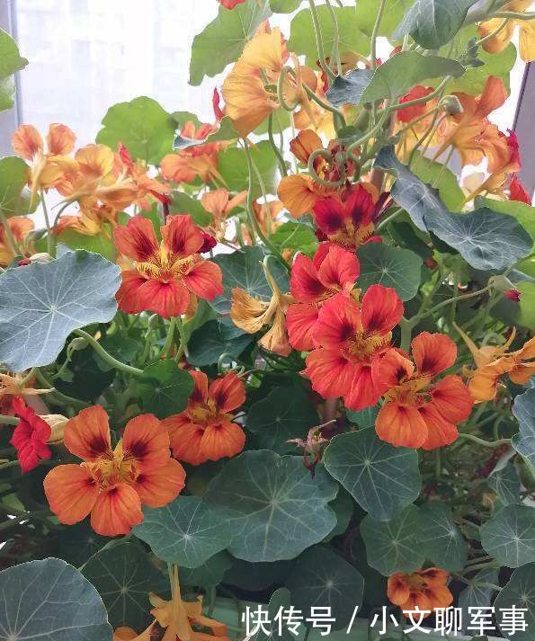  想养■想养棵不浇水都开爆的花？那非旱金莲莫属，适合总忘浇水的你