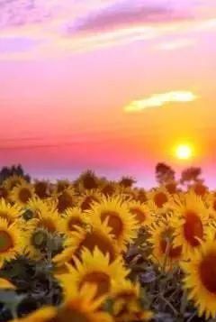 黄金九月楼观的花海开啦！赏花海、品花宴，全都不能错过！