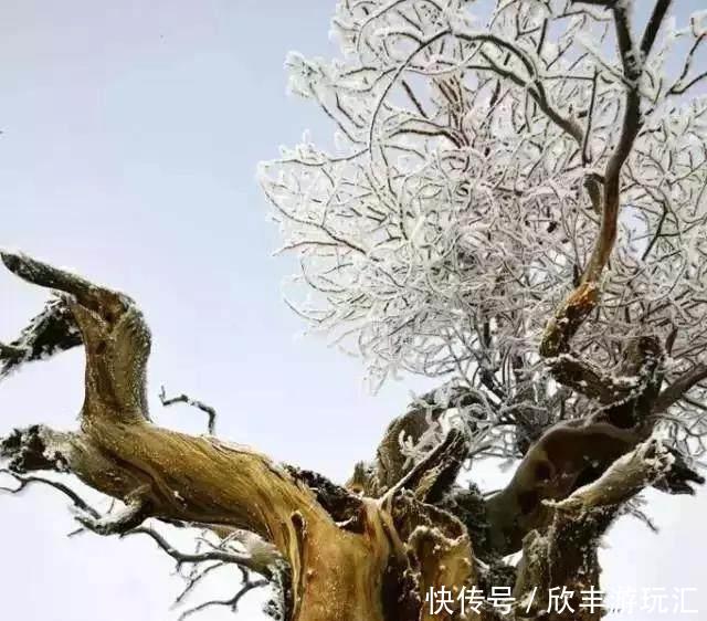 额济纳旗下雪了！雪后的白色胡杨林，惊艳了所有人！