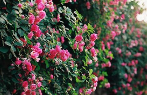  「花期」种植盆栽蔷薇花，农民教你种植技巧，掌握即可种植盆栽蔷薇花！