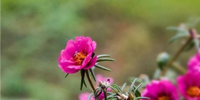  【开花】夏天养花就养3种花，开花爆盆很容易，开花长达200天，清凉一整夏