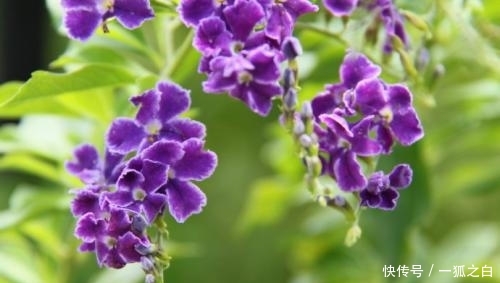 #扦插#美得不可方物的3种花,蕾丝金露花上榜,深受人们喜爱