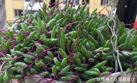 【养花】新手养花,不如养盆花中精品“冷美人”,花似海洋之歌,淡雅秀丽