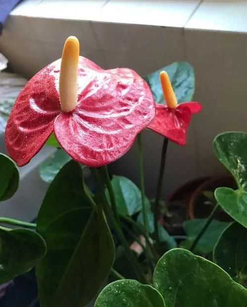 假花■3种花真耐看,一开就是3个月,别以为是“假花”给拔了!