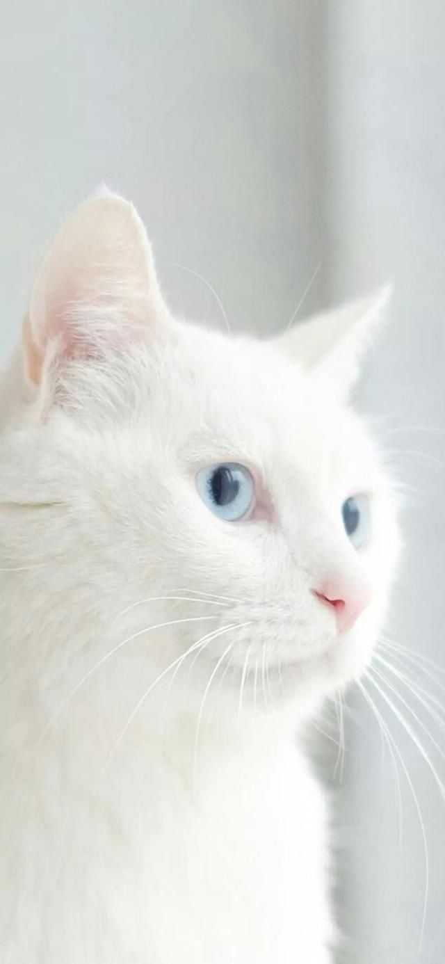  『星球』80张超可爱的猫咪壁纸丨我来自喵星球，来地球只是为了遇见你