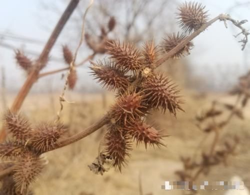 果实会粘头发，一斤却要10元，但农村常当杂草，你们认识吗？