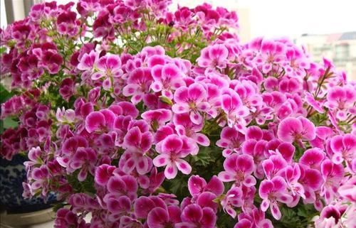  试试@不会养花？不妨试试此款，花色多又艳，四季花开不停，美