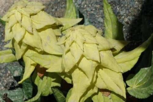 为什么说去川藏线碰到“大白菜”,不要随意采摘?看完涨知识了!