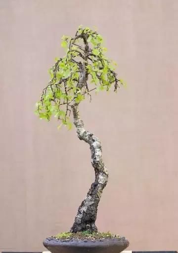 盆景展 ,美美美 !