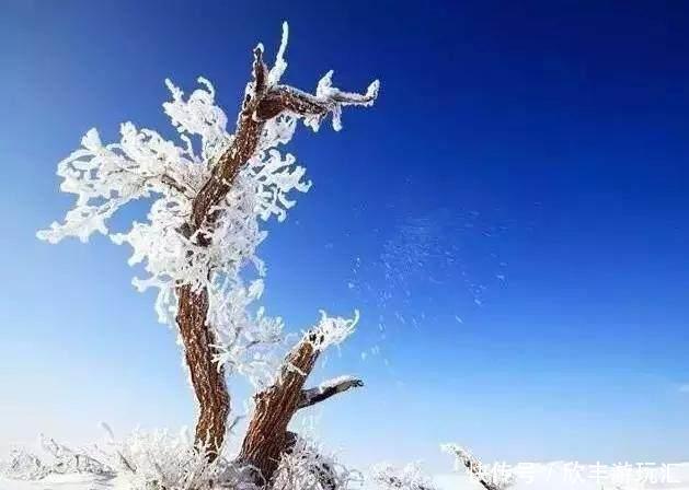 额济纳旗下雪了！雪后的白色胡杨林，惊艳了所有人！