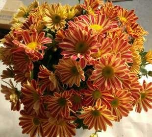  『轻松』轻松做到3点方法，荷兰四季菊养护容易爆盆没商量