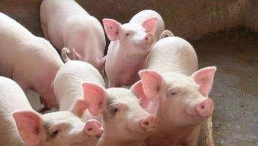  只繁殖母羊|一万块钱搞养殖，买几只羊好，还是买三四头小母猪好？看看老农咋说