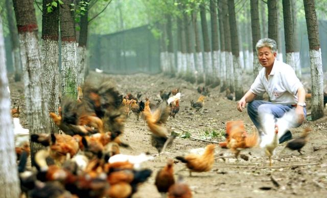  【生态】林鸡鸭猪鱼五位一体立体生态高效养殖（实用）