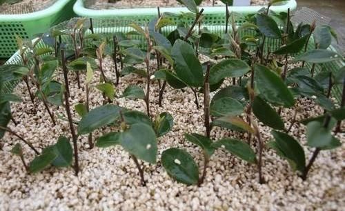 「室内」春季养山茶花,当年就能开花,了解这3点在入手,避免养不活
