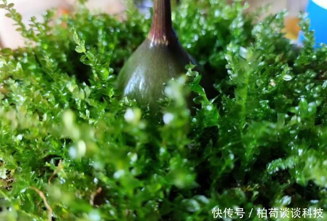  「无聊」小伙在家无聊，精力旺盛想跑到后山找东西，结果弄了个“绿头蒜”