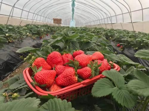  摘果|砂糖橘跌落神坛，收购价从5元一斤跌至1元一斤，果农还会继