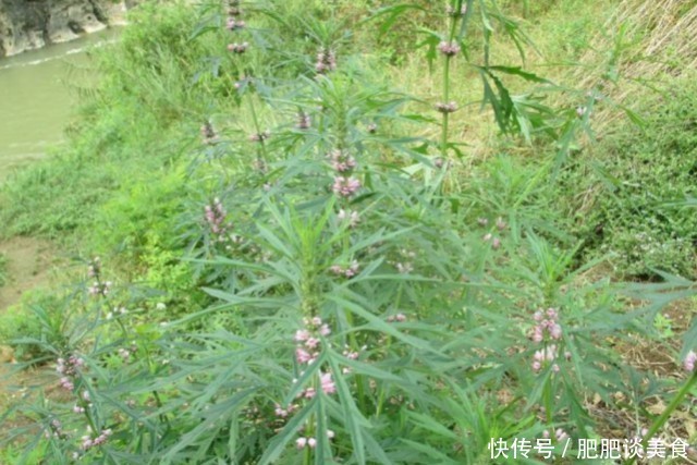  「药用价值」一种无人不晓的野草，农民挖它一斤卖7元，晒干后价