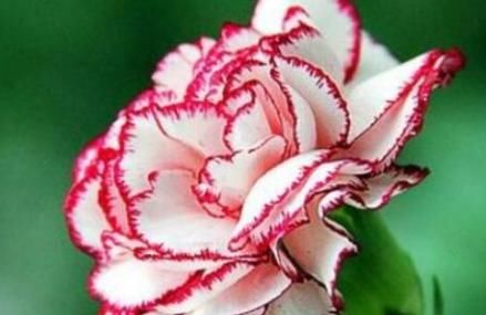  『花型』新手养花，不如养盆花中精品“浪漫索菲亚”，花型丰满，色泽柔和
