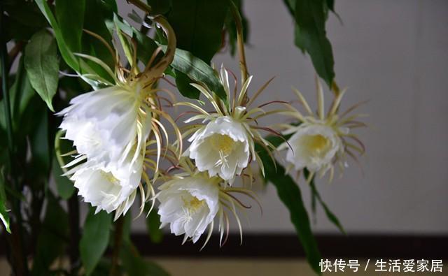  扦插|昙花，一片叶子插一盆，这样养，一开就是几十朵，一年开好多次