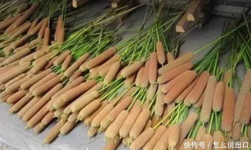 女大学生毕业后在农村种“热狗”，年收入让同村的人羡慕不已！