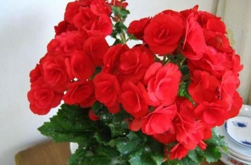  【长寿花】绿萝吊兰养烦了，那就养“花球”，这5种，开花上瘾，还好养！
