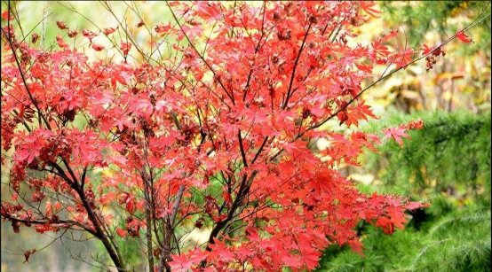  花期4：中式庭院景观设计中常用的15种绿化植物
