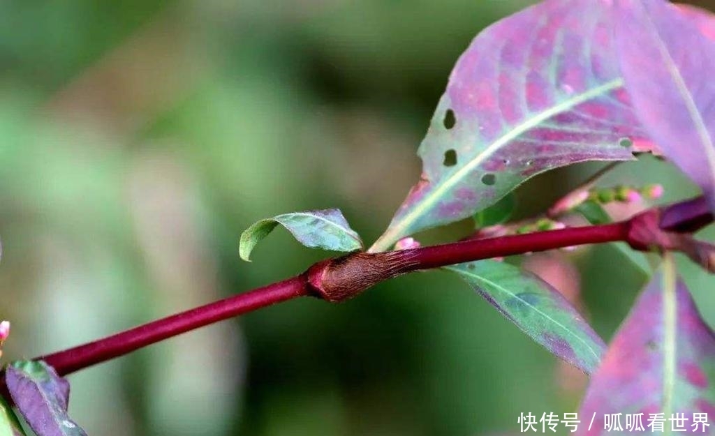  【水上漂】一种植物，猪牛不吃，农民却弄去“喂鱼”？网友：鱼