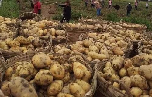  #种植#种植风险低，亩产4000斤，一斤2元钱，能当饭吃又能赚钱