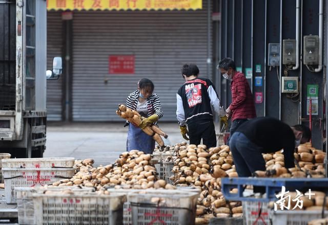  批发市场|江门“菜篮子”供应如何？批发市场走一趟