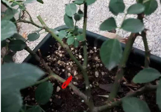  『不爽』养花只开几朵，教你1招，年年花开爆盆，多又艳，百试不爽！