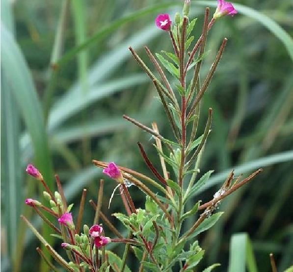  「野花野草」人称“柳叶菜”，又叫鱼鳞草，价值珍贵，野外常有，认识的人不多