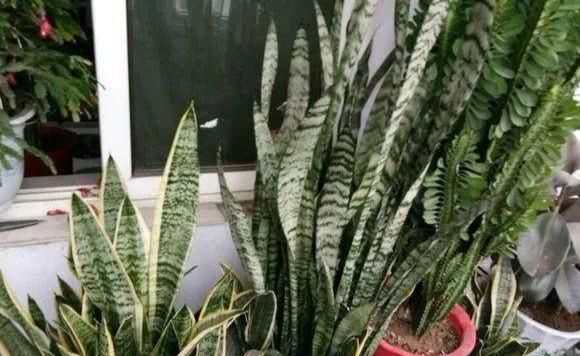  「养护」卫生间里适合养哪些植物？