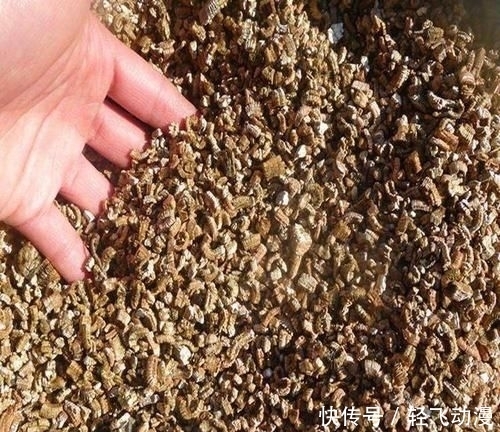 「随便」学会这个妙法,下雪天也能随便扦插,几天就扎满茂密的大白根