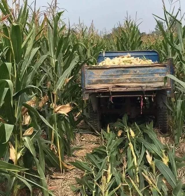  「玉米」刚在老家地里看到的画面，是谁的爹娘？很多人看完湿了