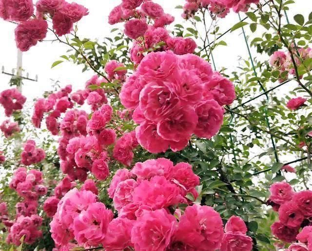 「植物」有院子养“2种花”,一枝窜到3米高,开花多又香,美到惊艳